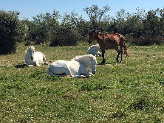 Camargue de vos Rêves