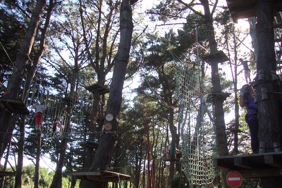 Monkey Forest