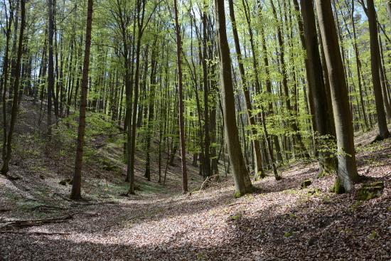 Trojmiejski Landscape Park