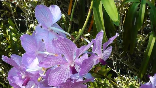 Le Jardin d'Orchidees