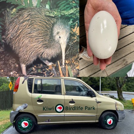 Kiwi Birdlife Park