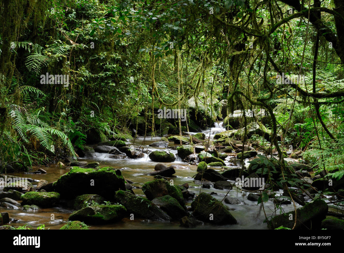Gola Forest National Reserve