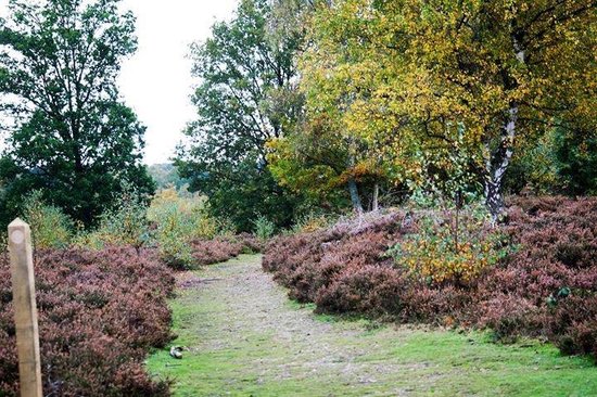 Snelsmore Common Country Park