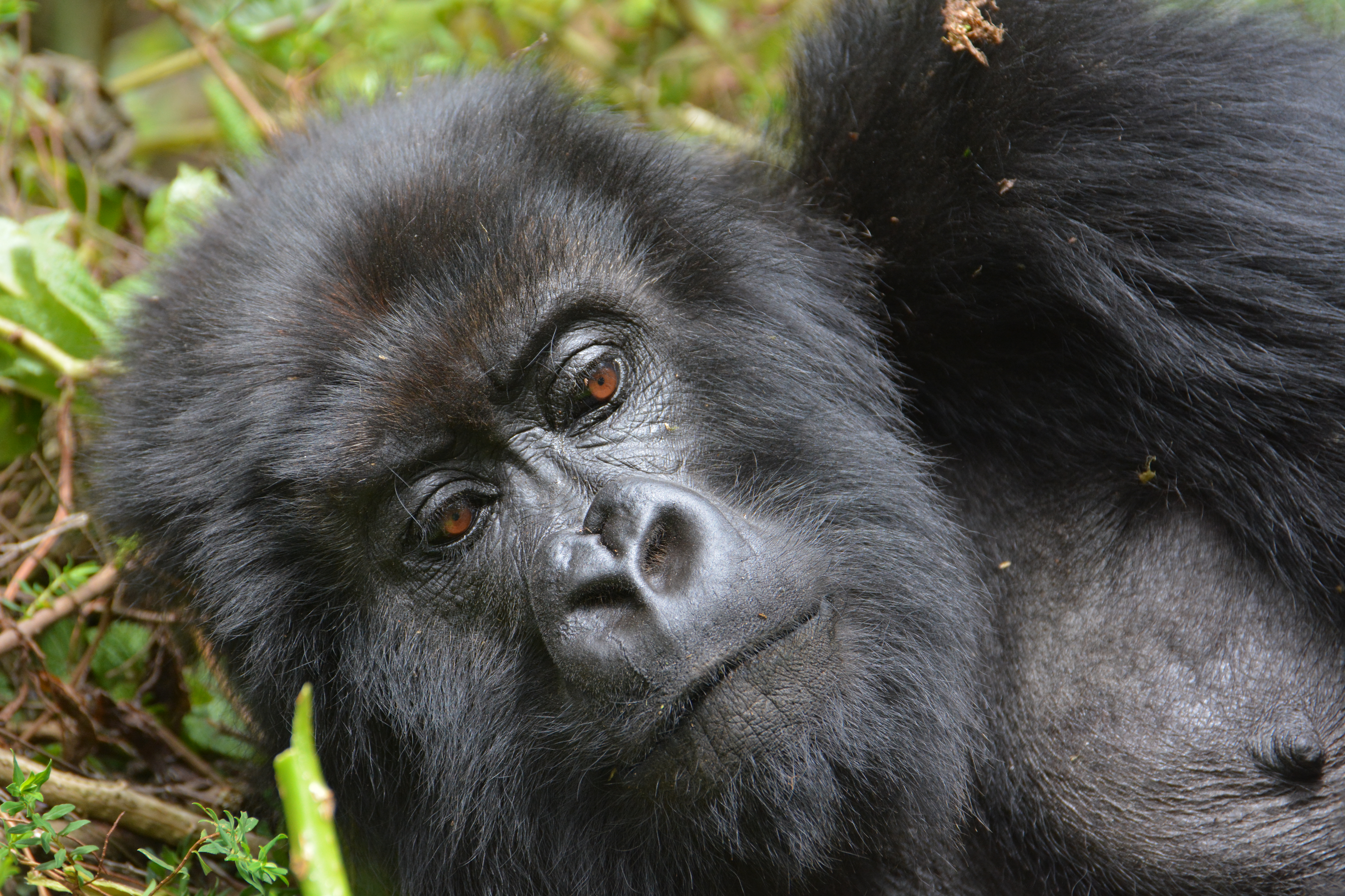 Gorilla Bookings