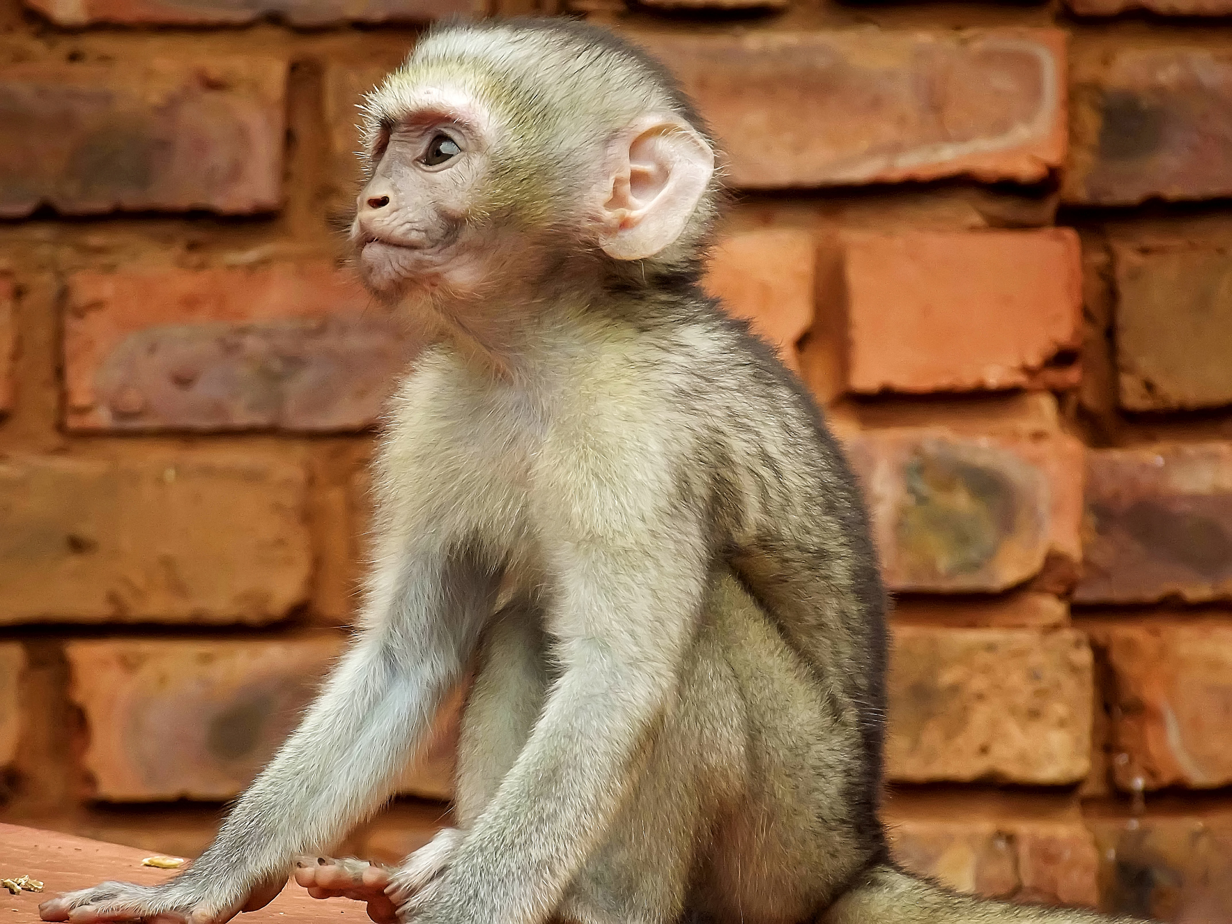 Monkey Mates