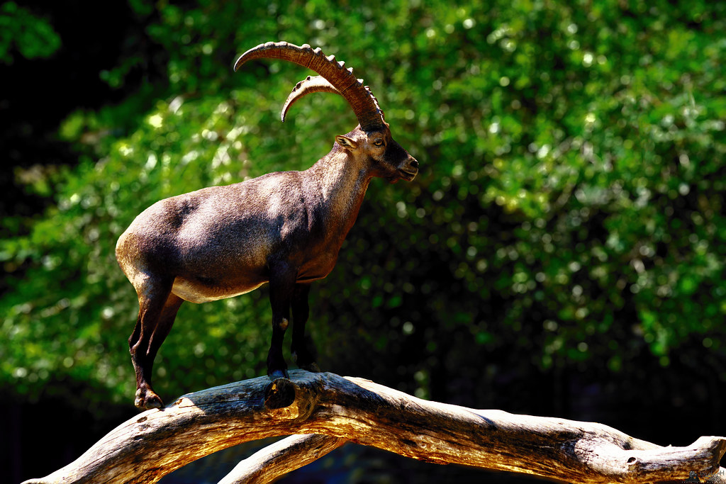 Tierpark Dählhölzli