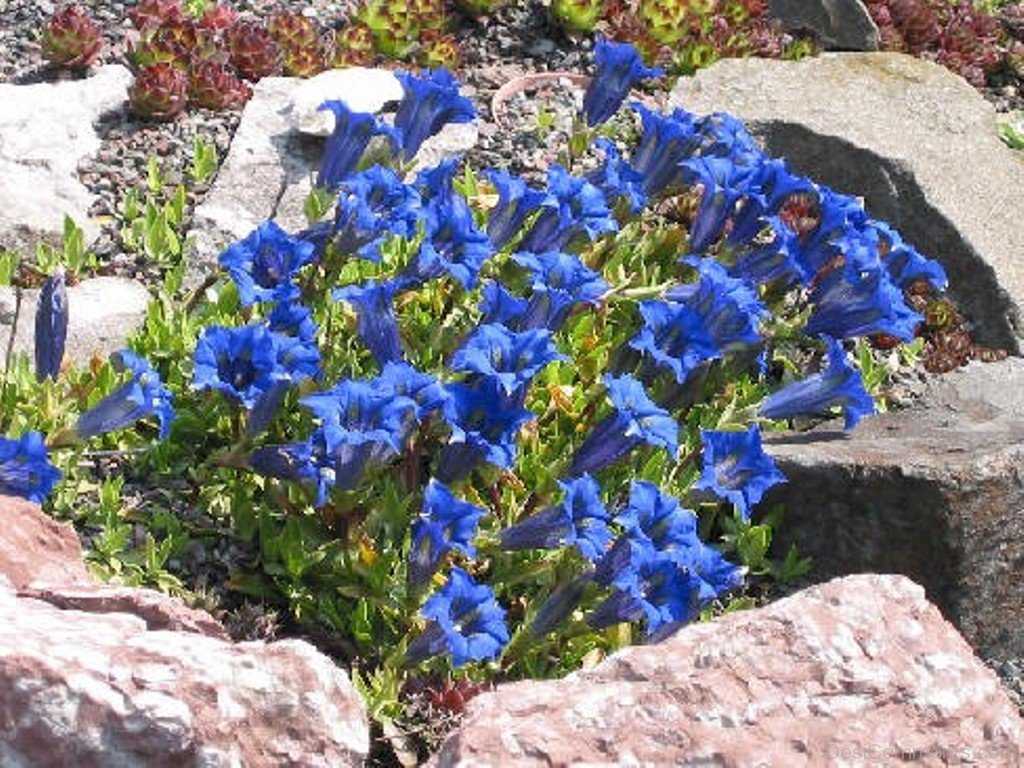 Le Jardin de Gentiana