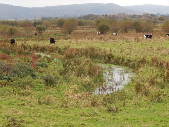 Waltham Brooks Nature Reserve