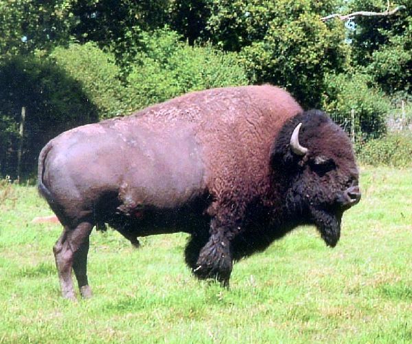 Bush Farm Bison Centre