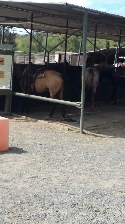 Shadow Glen Riding Stables