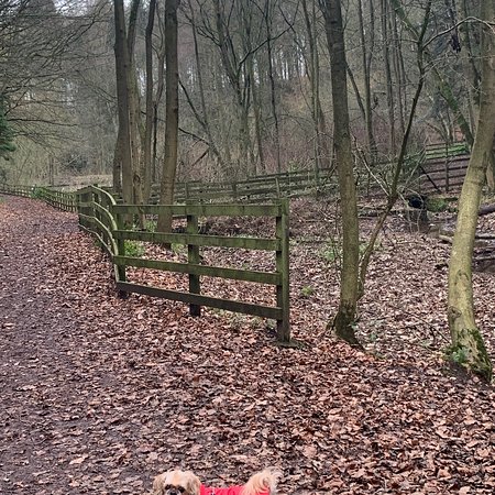 Wynyard Woodland Park