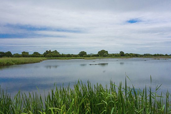 Ham Wall Nature Reserve