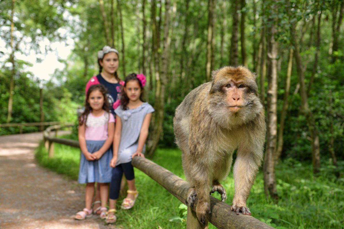 Trentham Monkey Forest