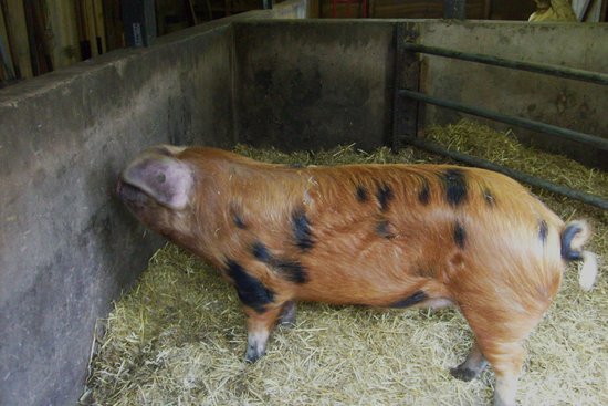 Tam O'Shanter Urban Farm