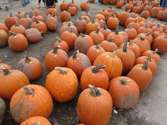 Goebbert's Pumpkin Patch