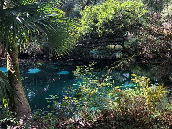Ocala National Forest