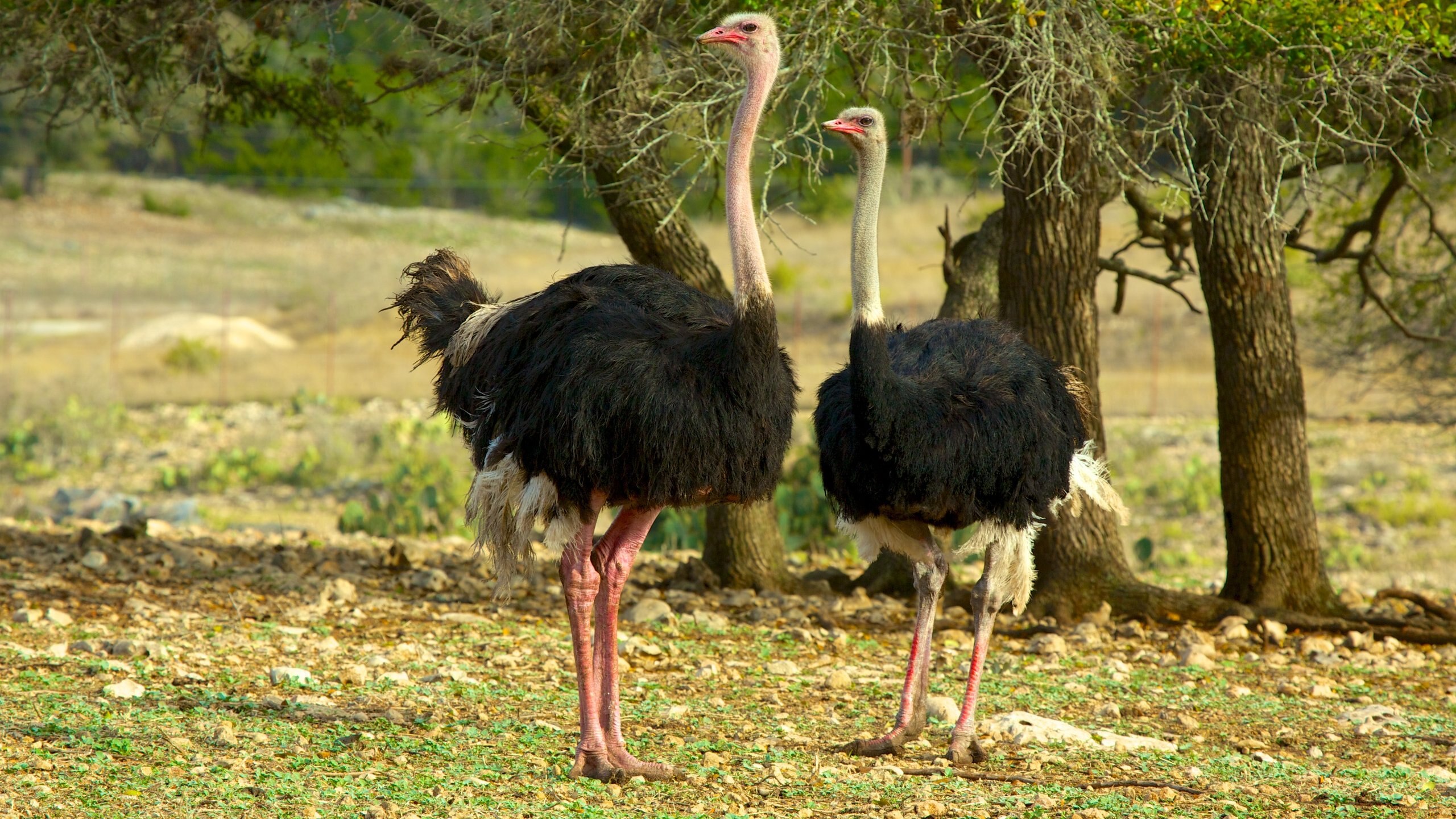Natural Bridge Wildlife Ranch