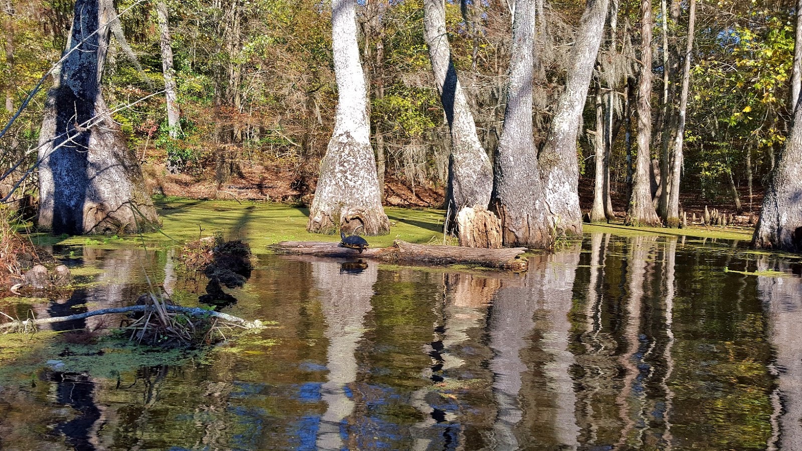 Merchants Millpond State Park