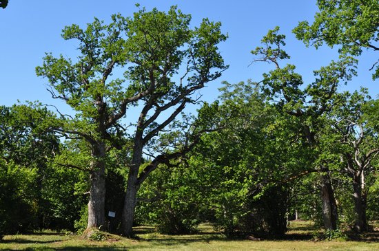 Loode Oak Forest
