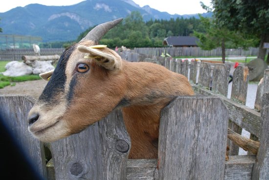 Village of Animals