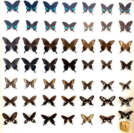 Daintree Entomological museum