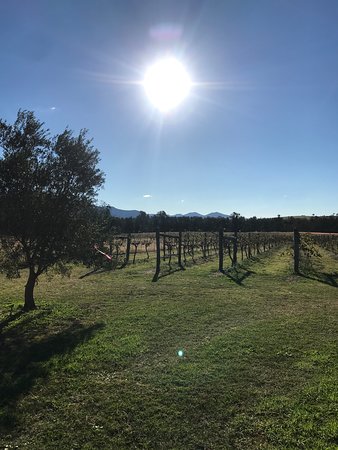 Whispering Brook Cellar Door, Winery, Guesthouse