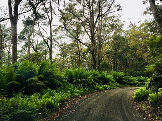 Blue Tier Forest Reserve