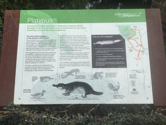Platypus Walk
