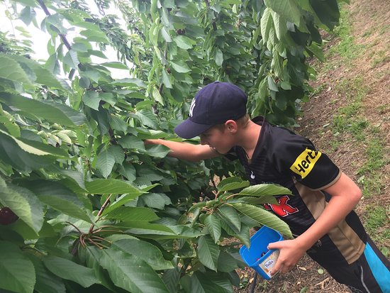 Fleurieu Hills Vineyard