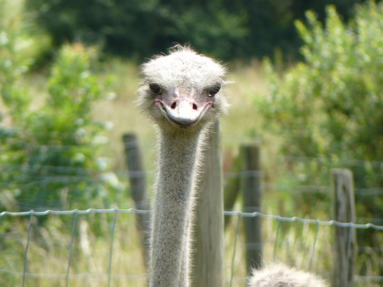 Doneu Ostrich Farm