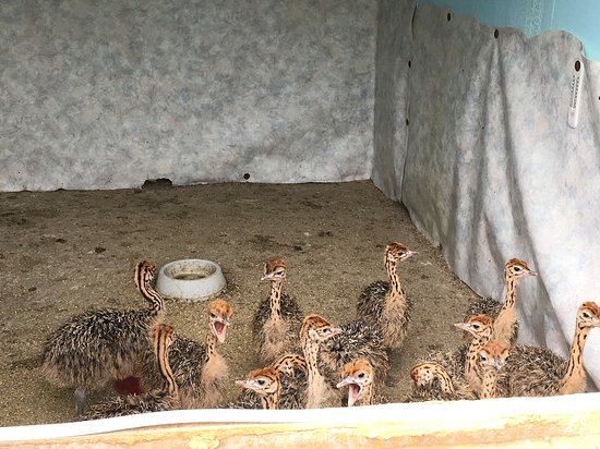 Autrucherie De Doneu_navaugles