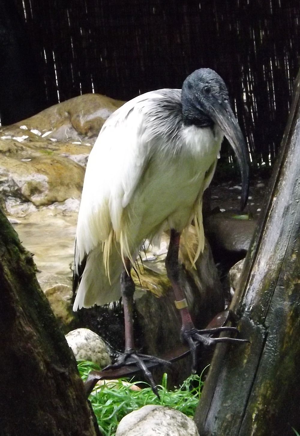 Tiergarten
