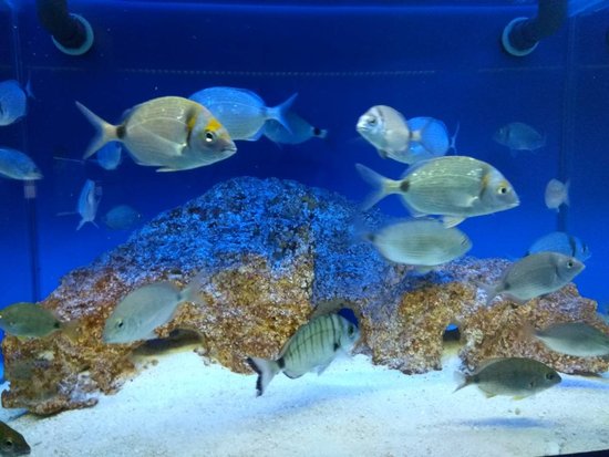Ionian Aquarium