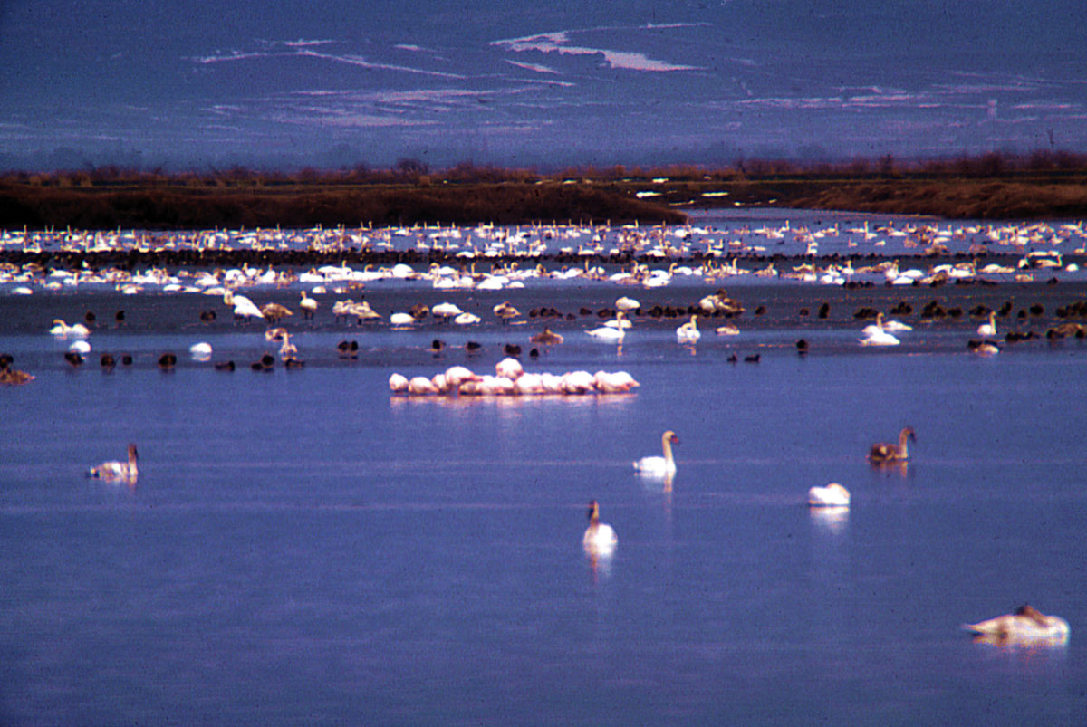 Evros Delta