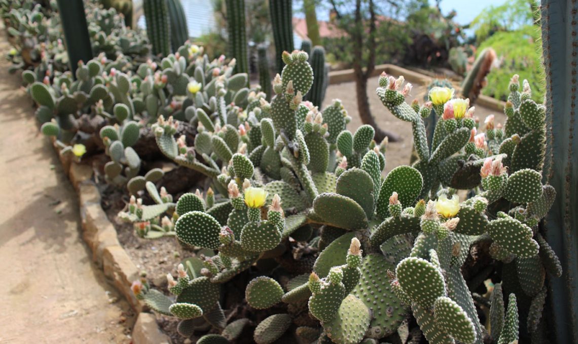 Giardino Esotico Pallanca