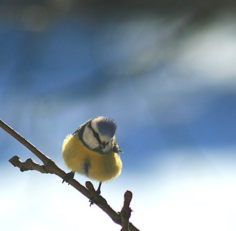 Upupa Birdwatching