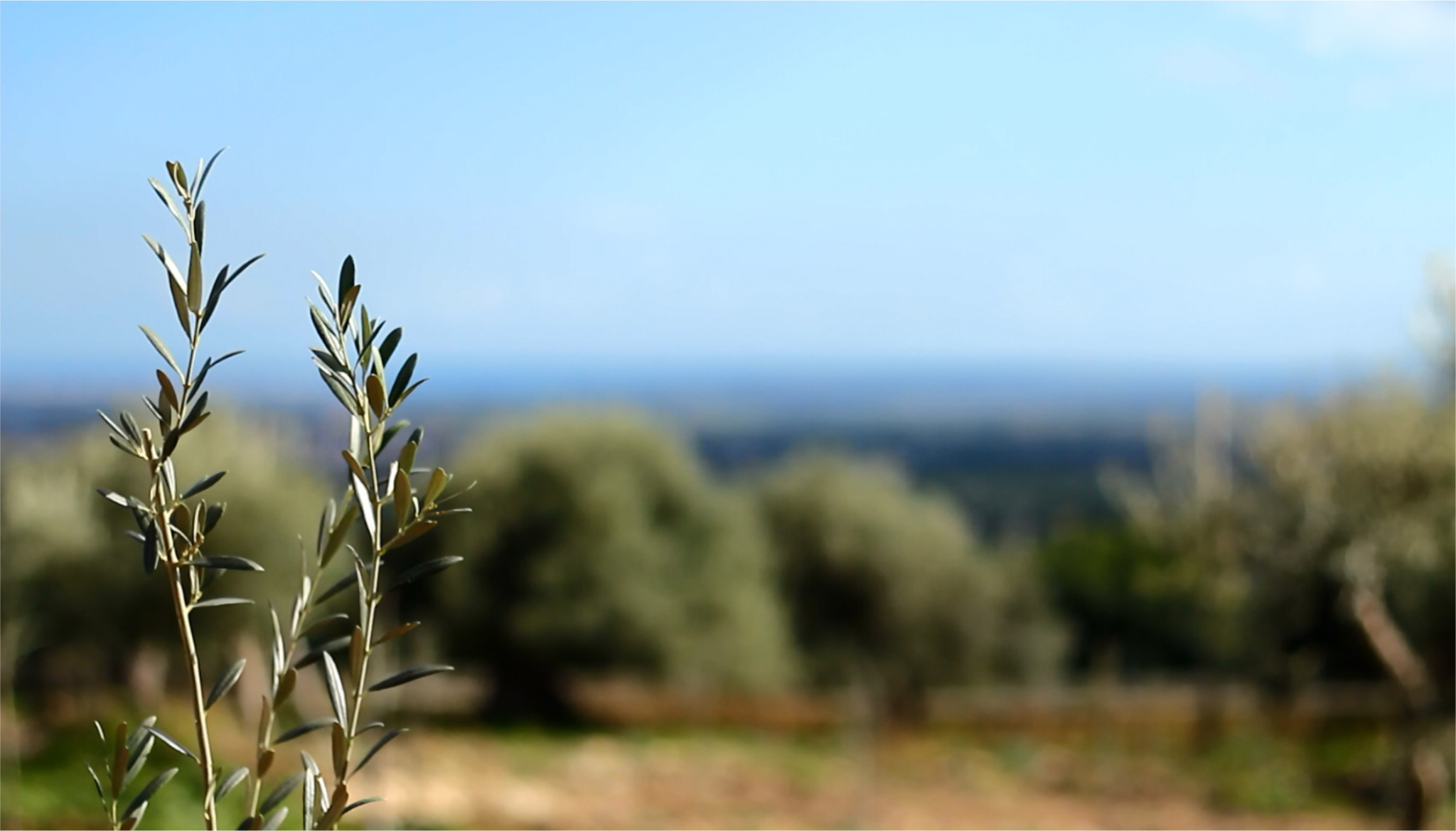 Azienda Agricola Oliva