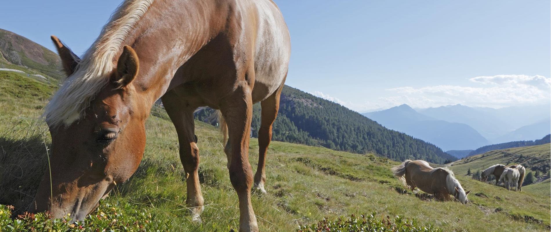 Sentiero d'avventura Haflinger