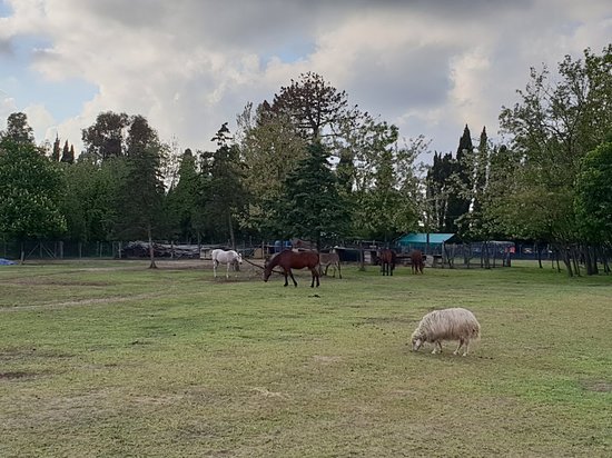 Fattoria della Pace IPPOASI Onlus