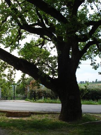 Quercia di Santa Margherita da Cortona