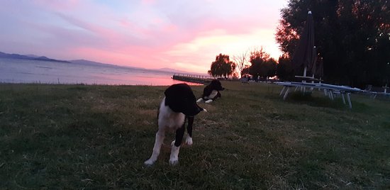 Passignano Dog Beach