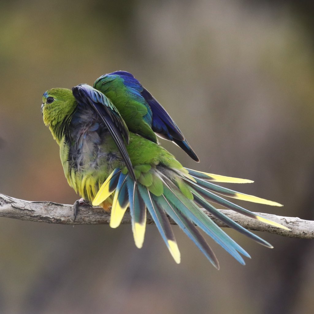 Picked Parrot