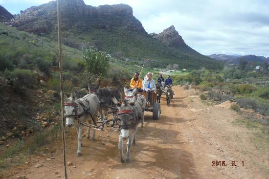 Donkey Cart Adventures