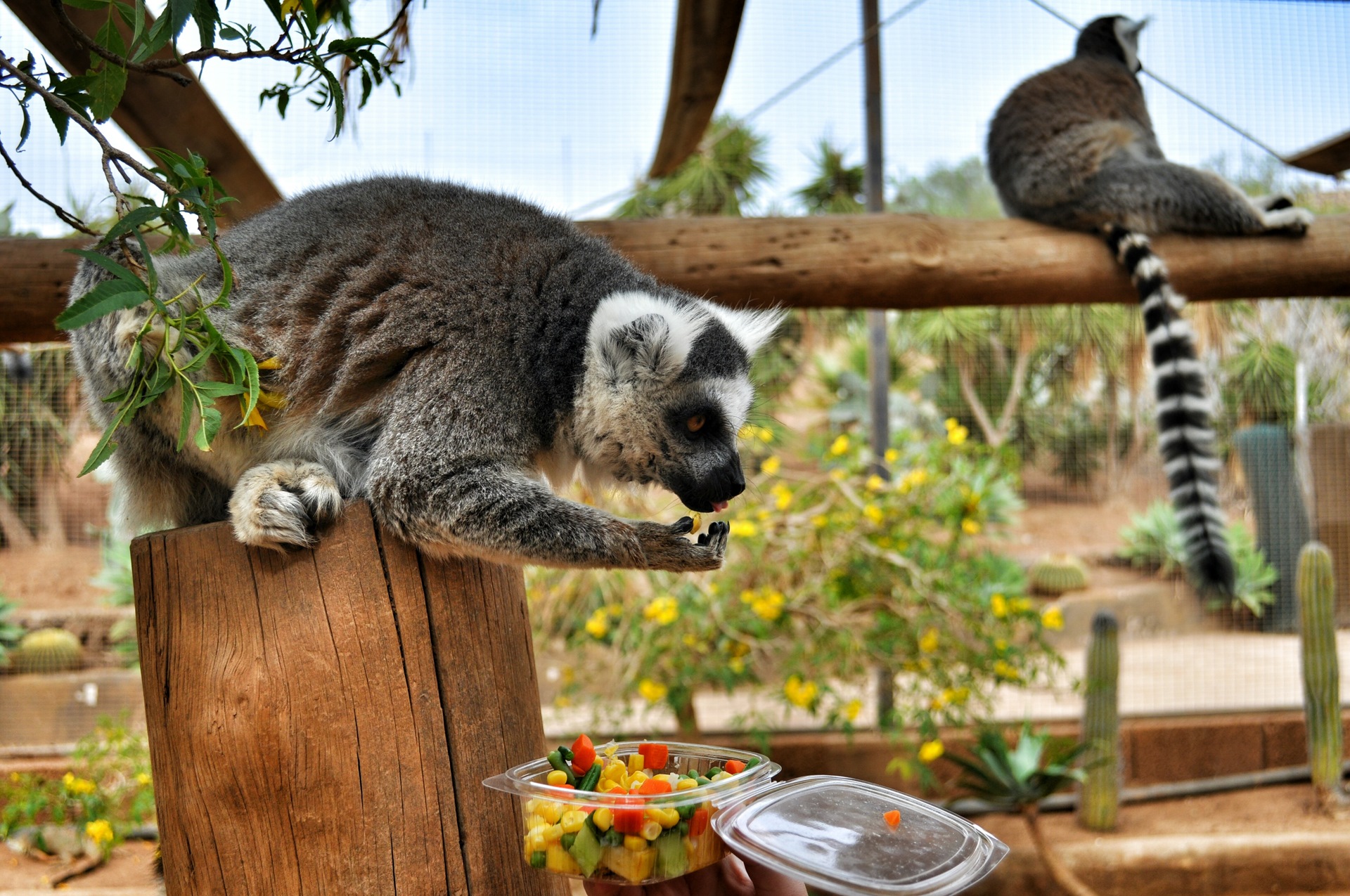 Monkey Park