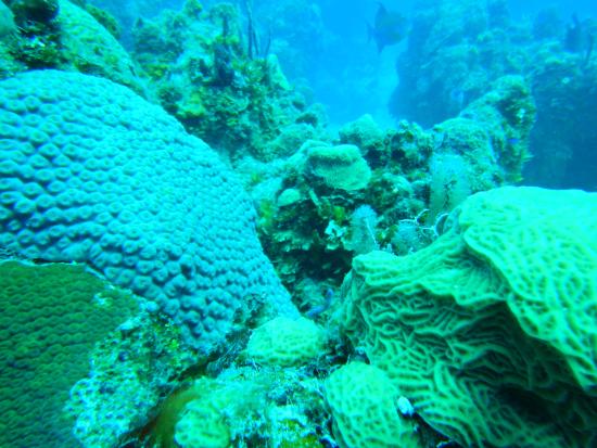 Chinchorro Reef