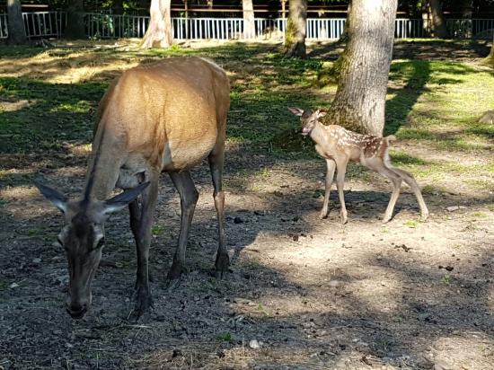 La Gradina Zoo