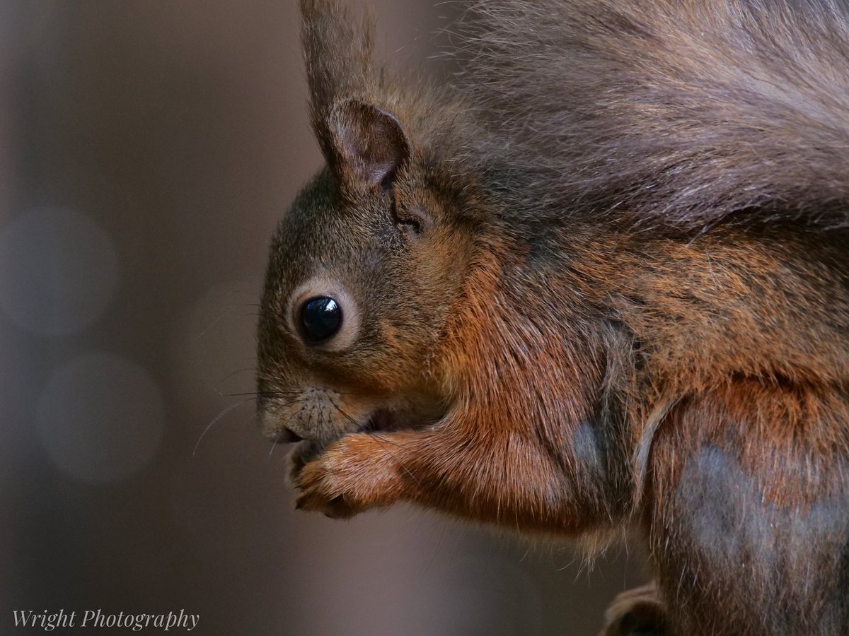 Red Squirrel Trail