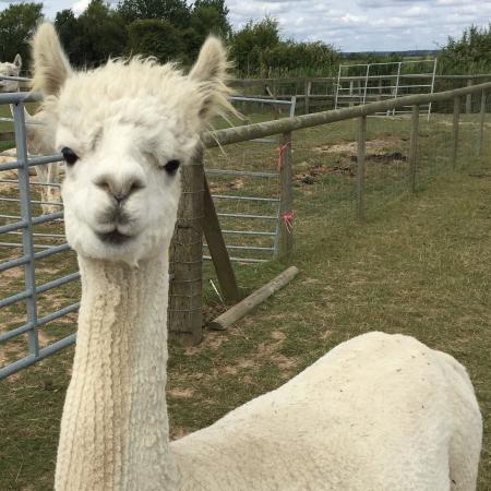 Alpaca Annie
