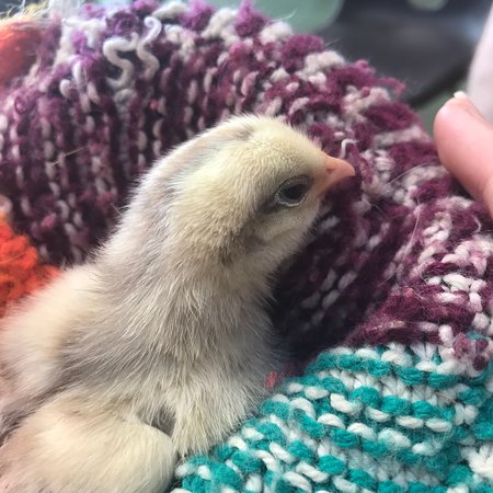 Water Fowl Sanctuary and Children's Farm