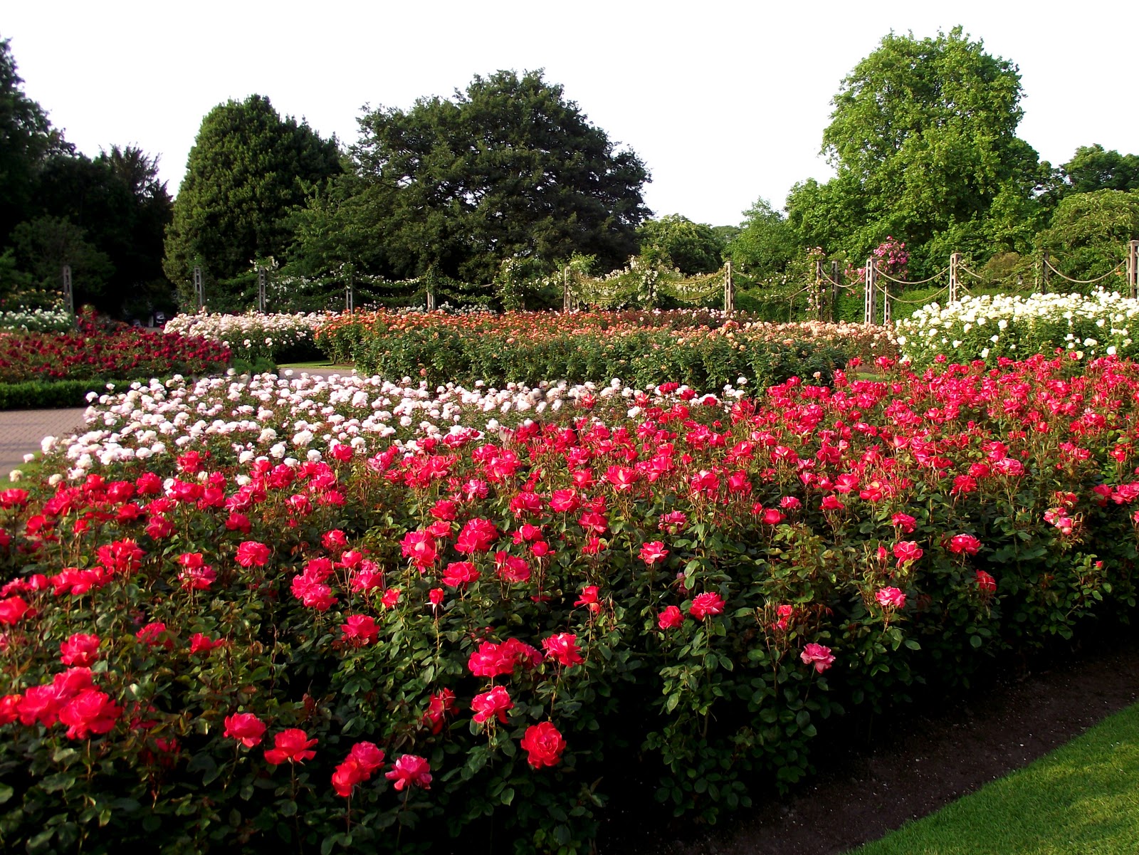 Dinky's Garden